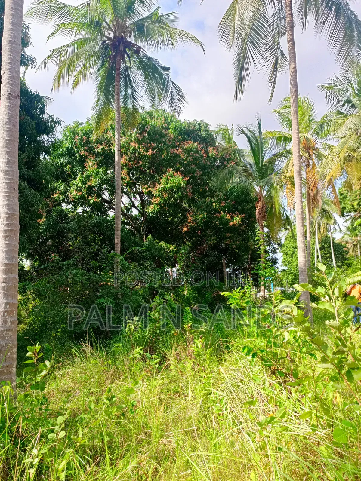 1.5 Acres of Land With Palm Trees on Sale in Kinondo Diani in Diani