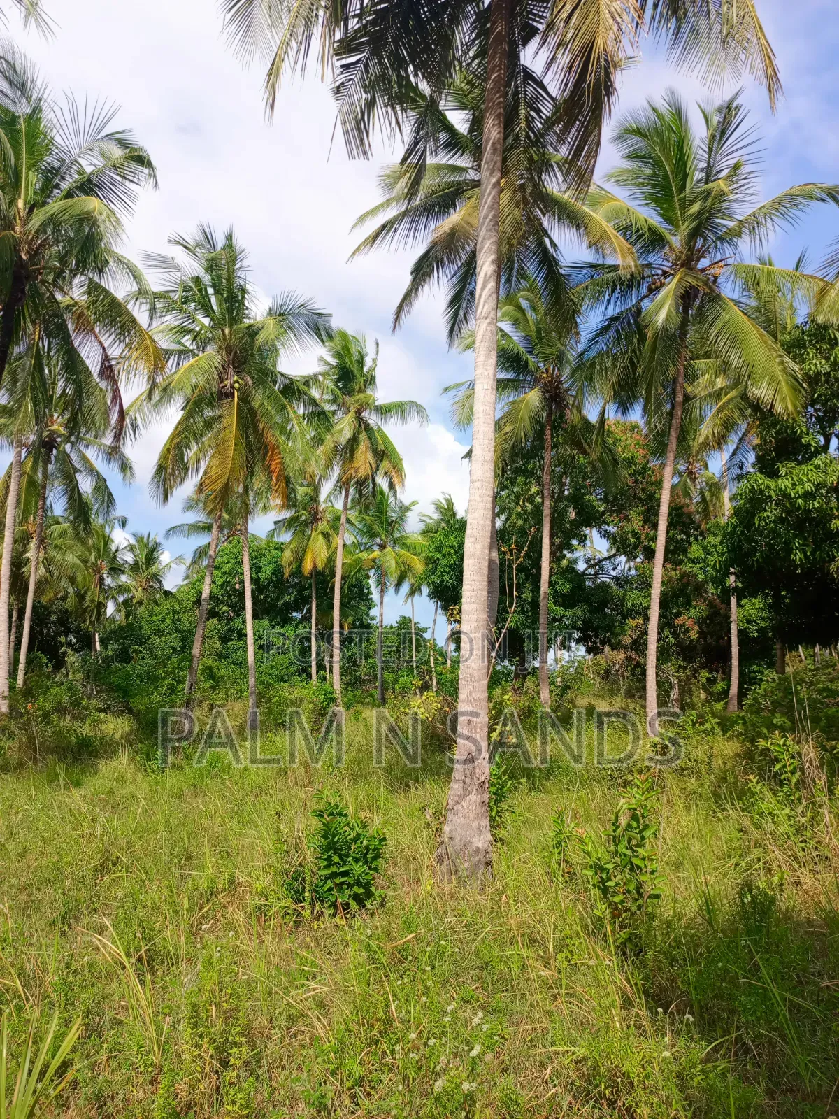1.5 Acres of Land With Palm Trees on Sale in Kinondo Diani in Diani