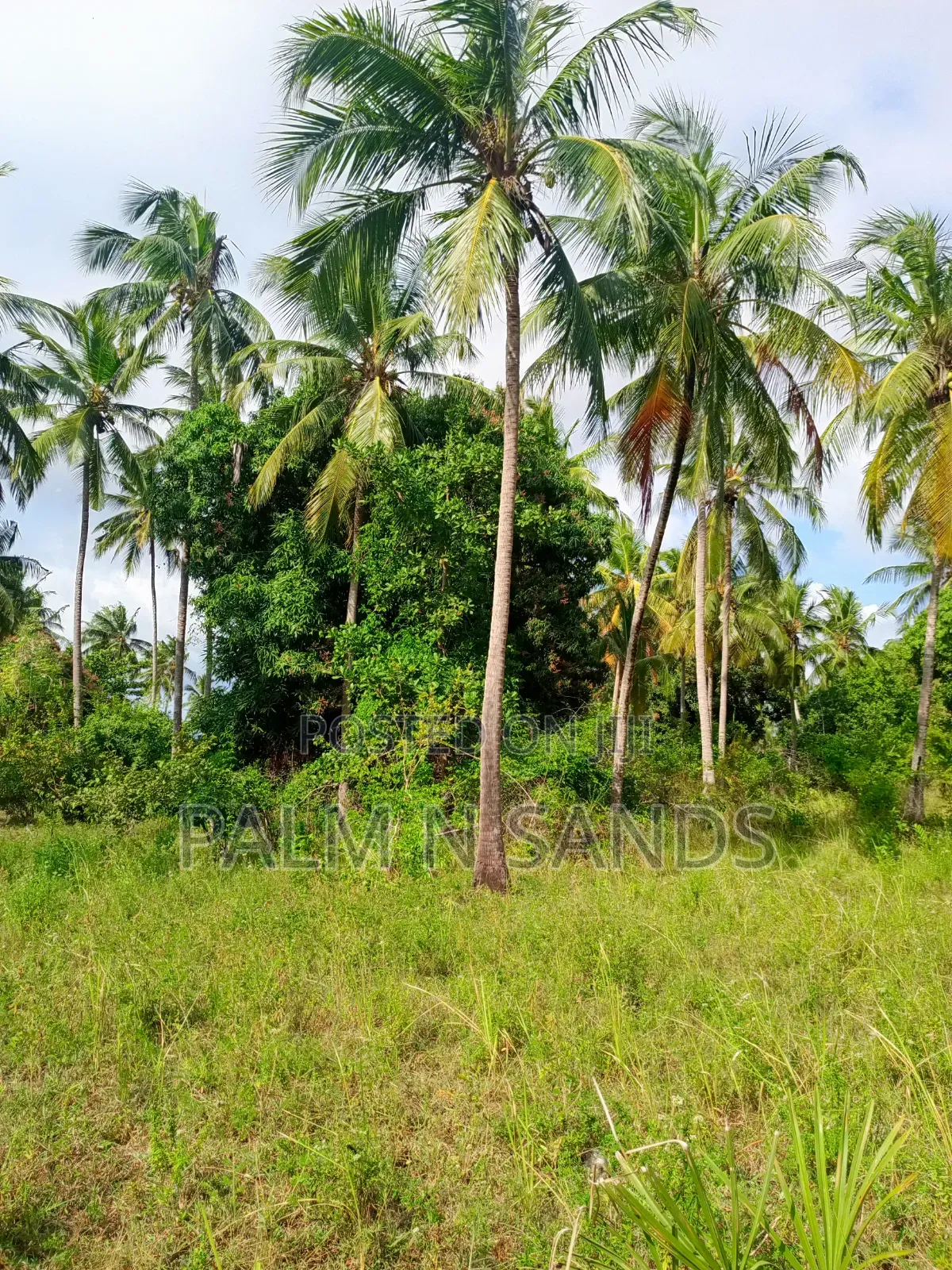 1.5 Acres of Land With Palm Trees on Sale in Kinondo Diani in Diani