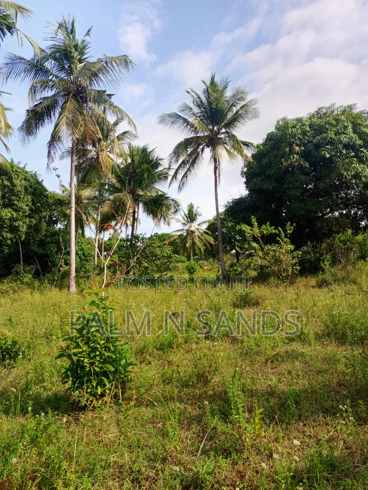 1.5 Acres of Land With Palm Trees on Sale in Kinondo Diani in Diani