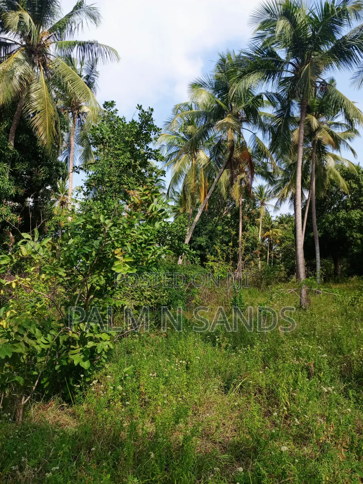 1.5 Acres of Land With Palm Trees on Sale in Kinondo Diani in Diani