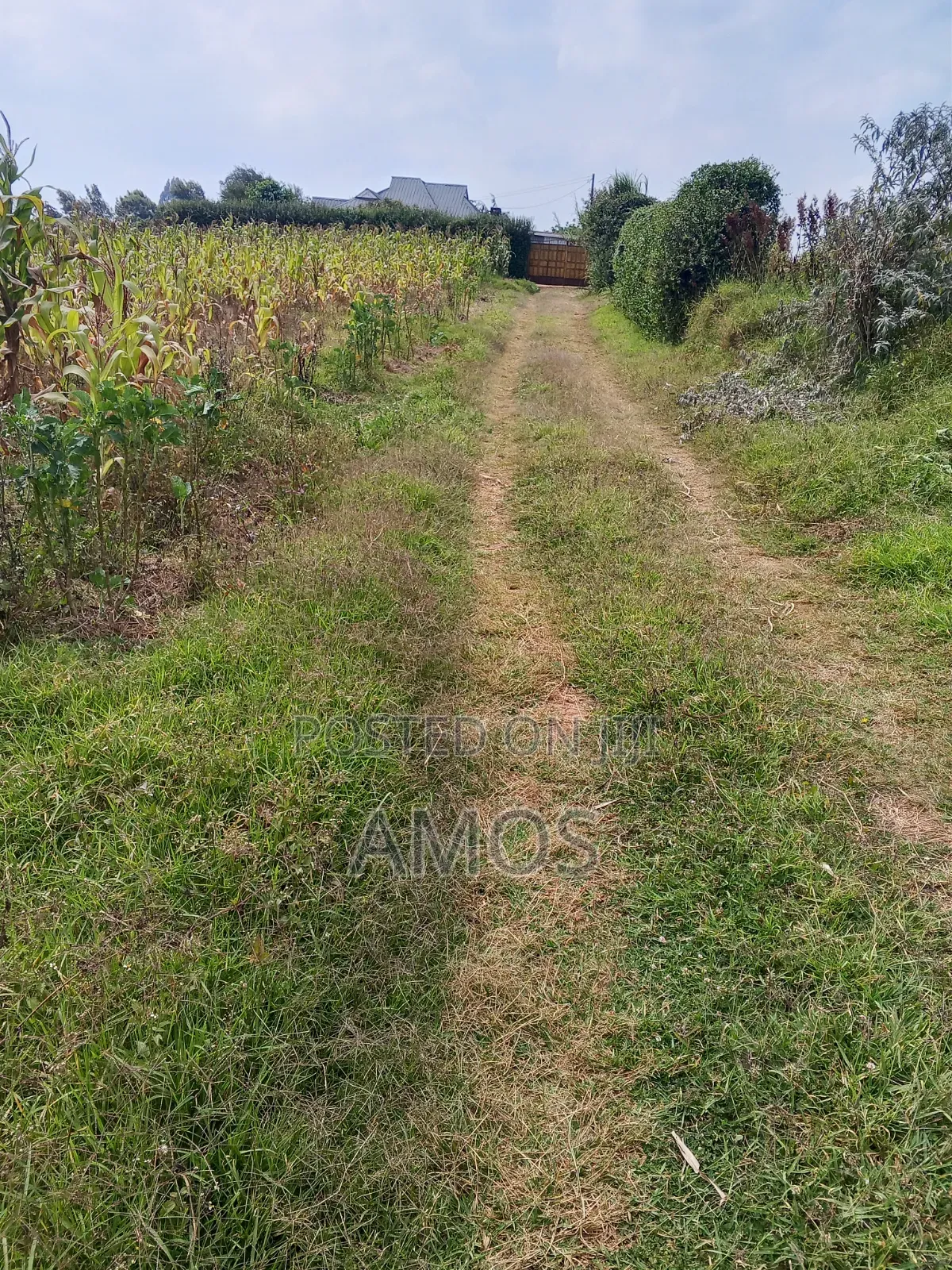 Very Prime 1 Acre Land With a 3 Bedroom Bungalow in Limuru Bibilioni in Ndeiya