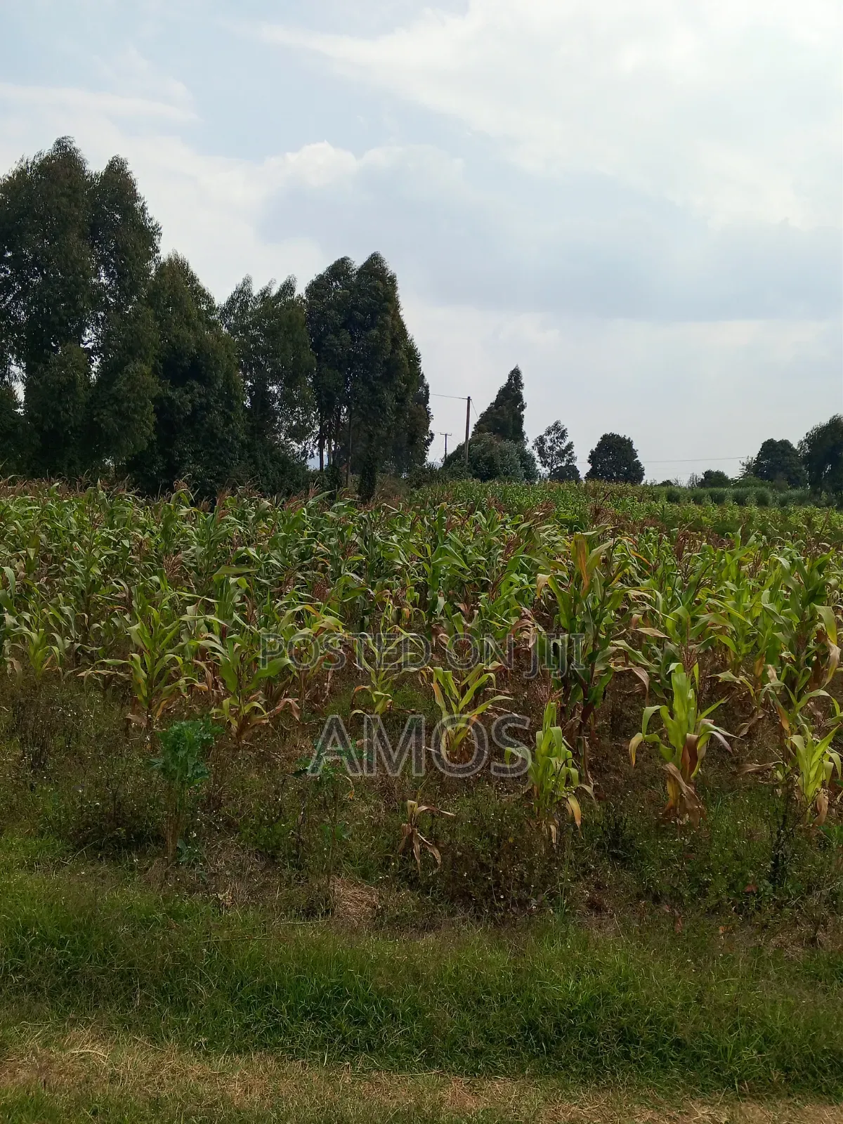 Very Prime 1 Acre Land With a 3 Bedroom Bungalow in Limuru Bibilioni in Ndeiya