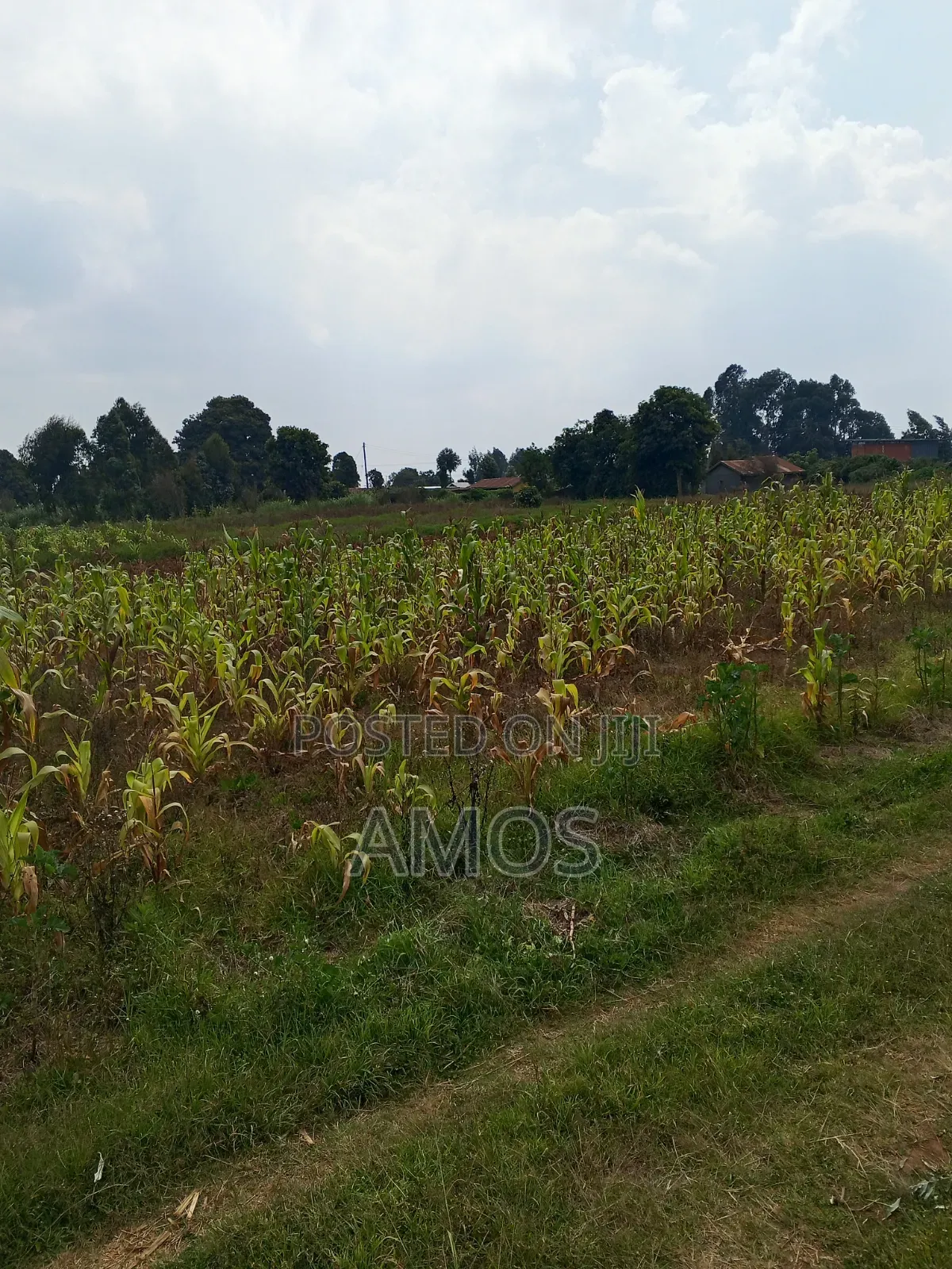 Very Prime 1 Acre Land With a 3 Bedroom Bungalow in Limuru Bibilioni in Ndeiya