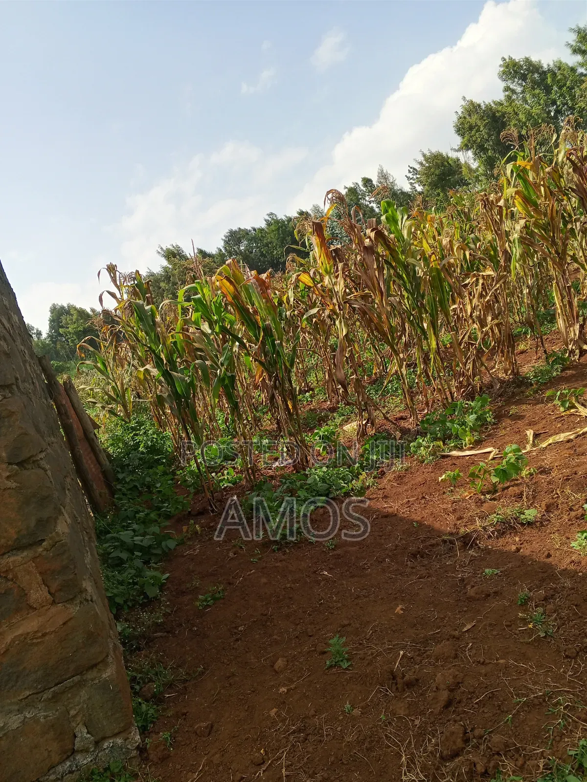A Full 1⁄8ac Plot Sale in a Middle Class Area of Limuru Kamirithu in Limuru CBD