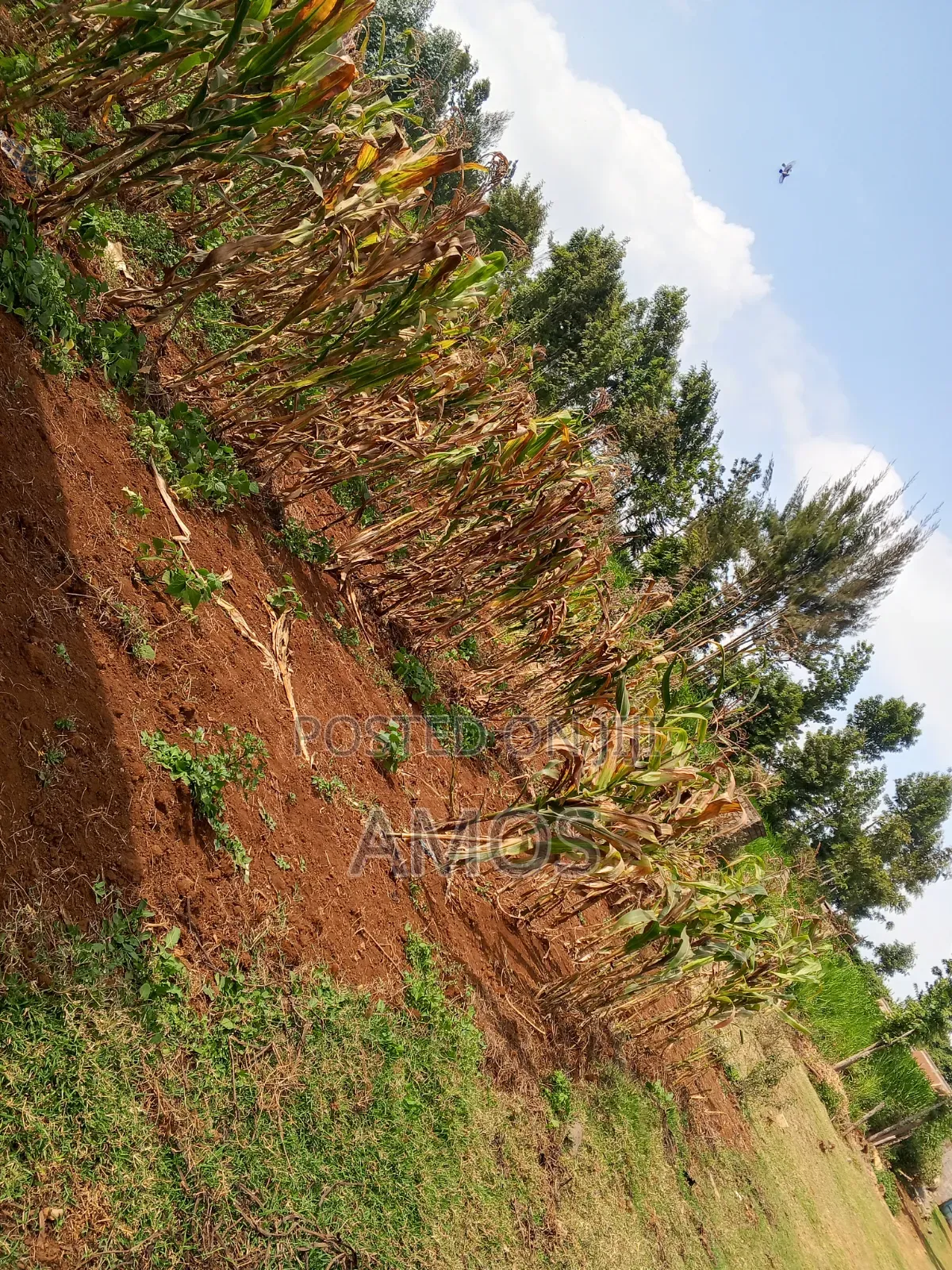 A Full 1⁄8ac Plot Sale in a Middle Class Area of Limuru Kamirithu in Limuru CBD