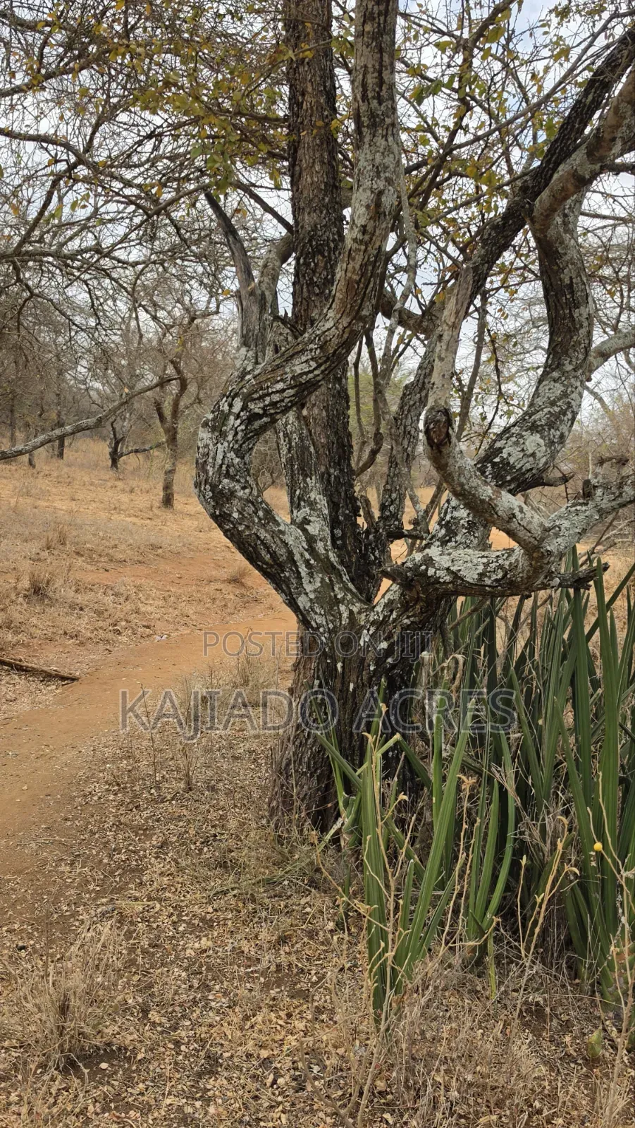150 Acres Nkoile ,Off Namanga Road,at Per Acre in Bisil