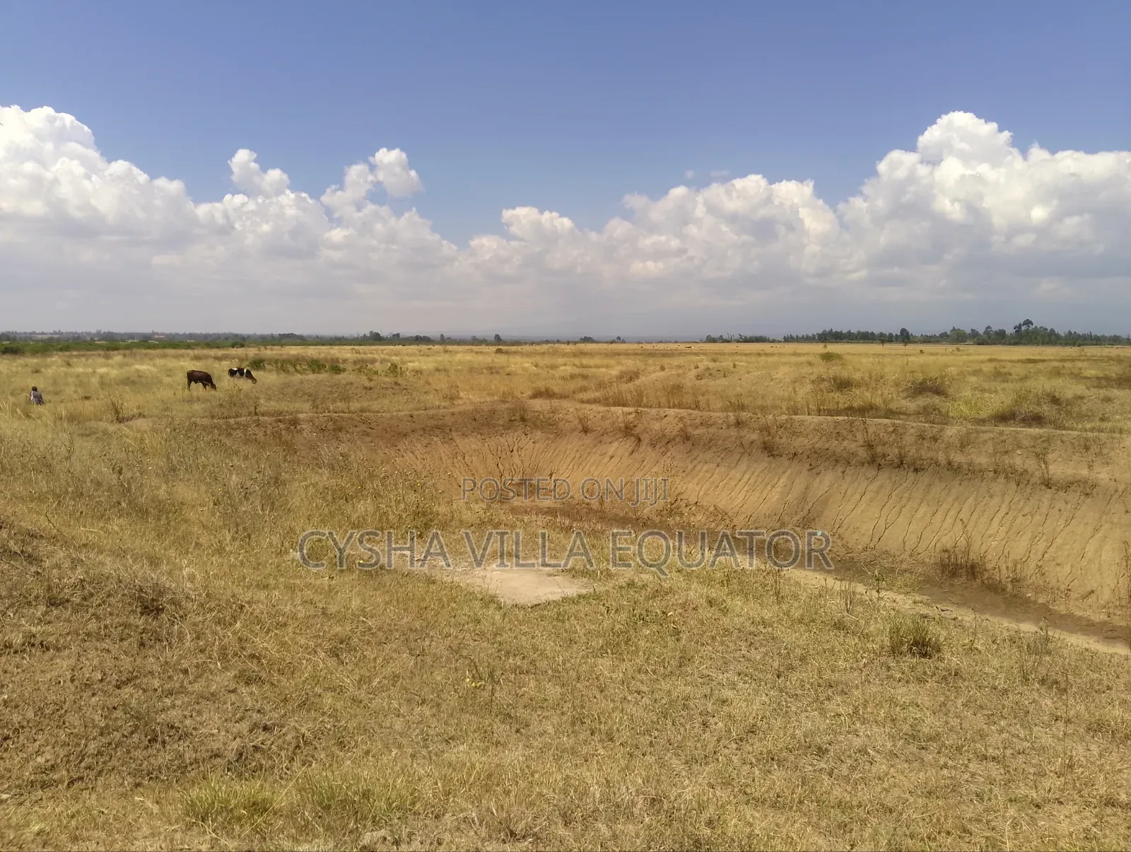 Prime Properties in Nanyuki