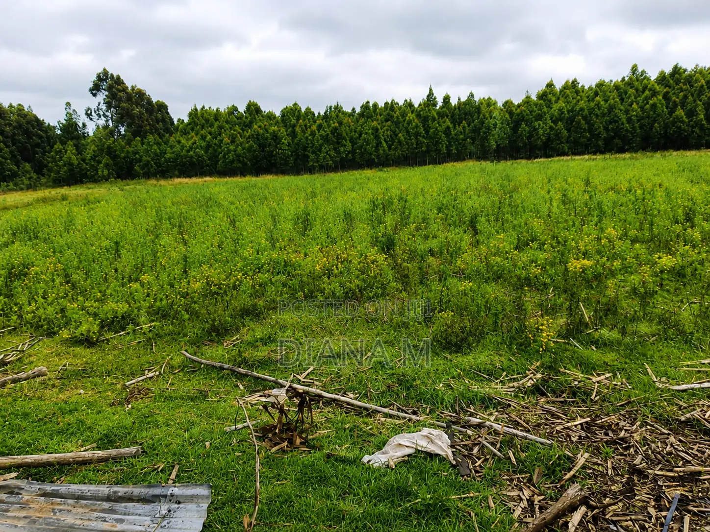 Lucrative 12-Acre Agricultural Holding in Kasuku, Nyandarua in Central Ndaragwa