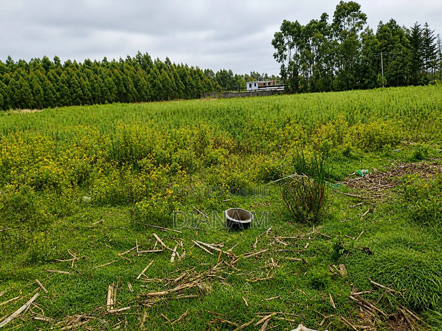 Lucrative 12-Acre Agricultural Holding in Kasuku, Nyandarua in Central Ndaragwa