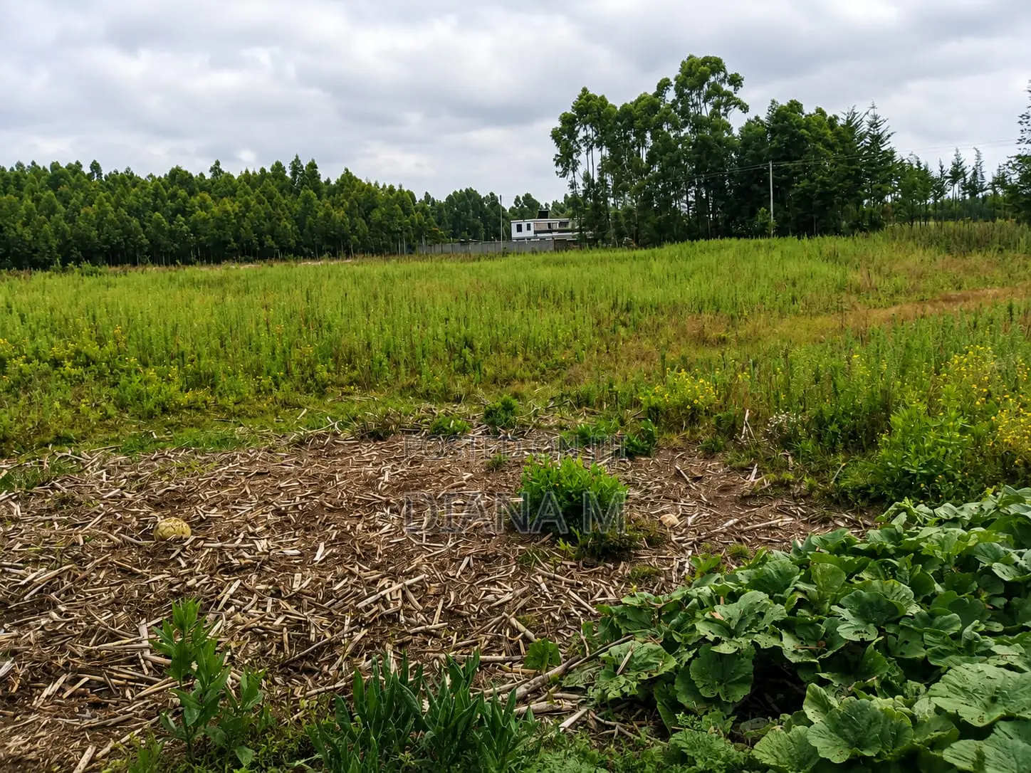 Lucrative 12-Acre Agricultural Holding in Kasuku, Nyandarua in Central Ndaragwa