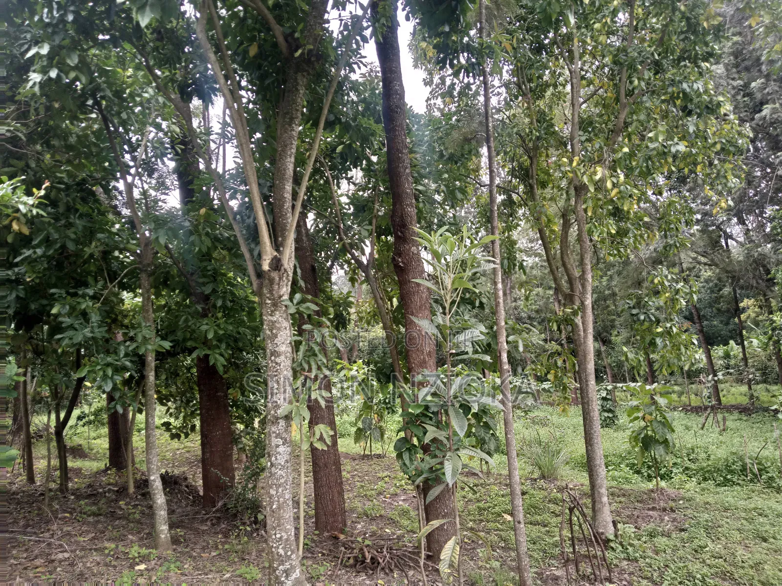Quarter Eighth Plots in Matasia, Ngong, Kajiado in Matasia