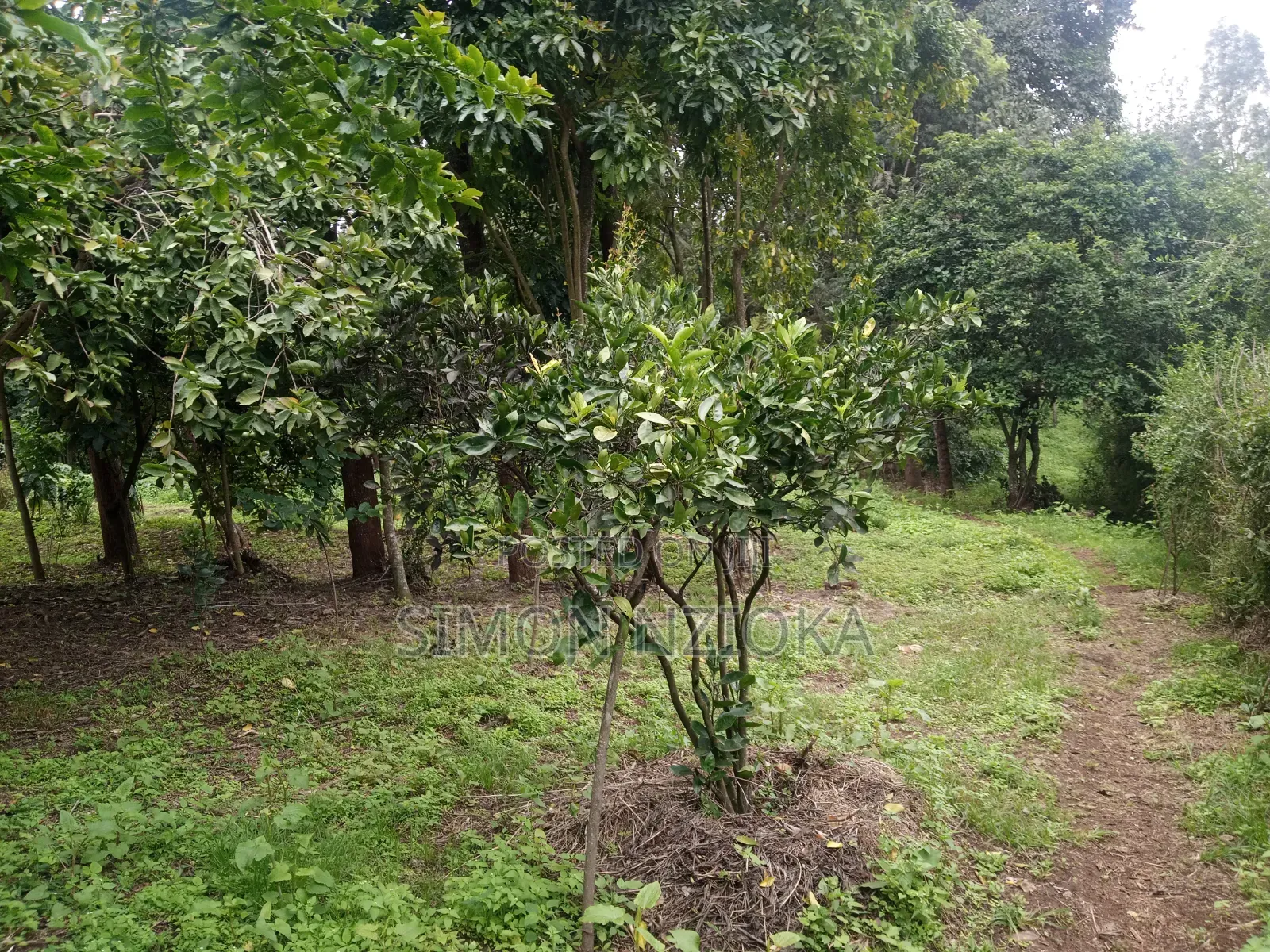 Quarter Eighth Plots in Matasia, Ngong, Kajiado in Matasia