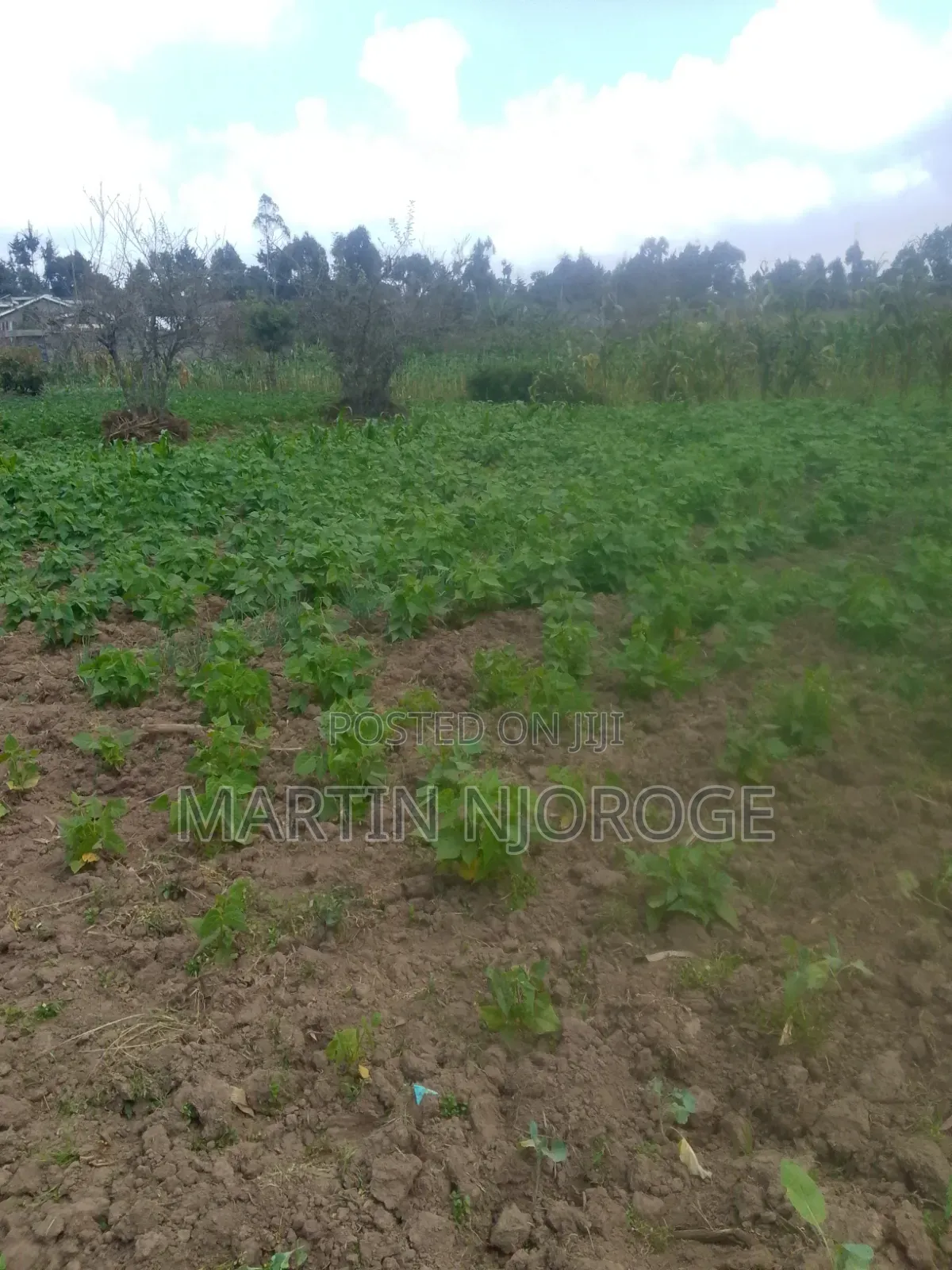 1⁄2 Acre Kwa Ngothi , Ndunyu Njeru in North Kinangop