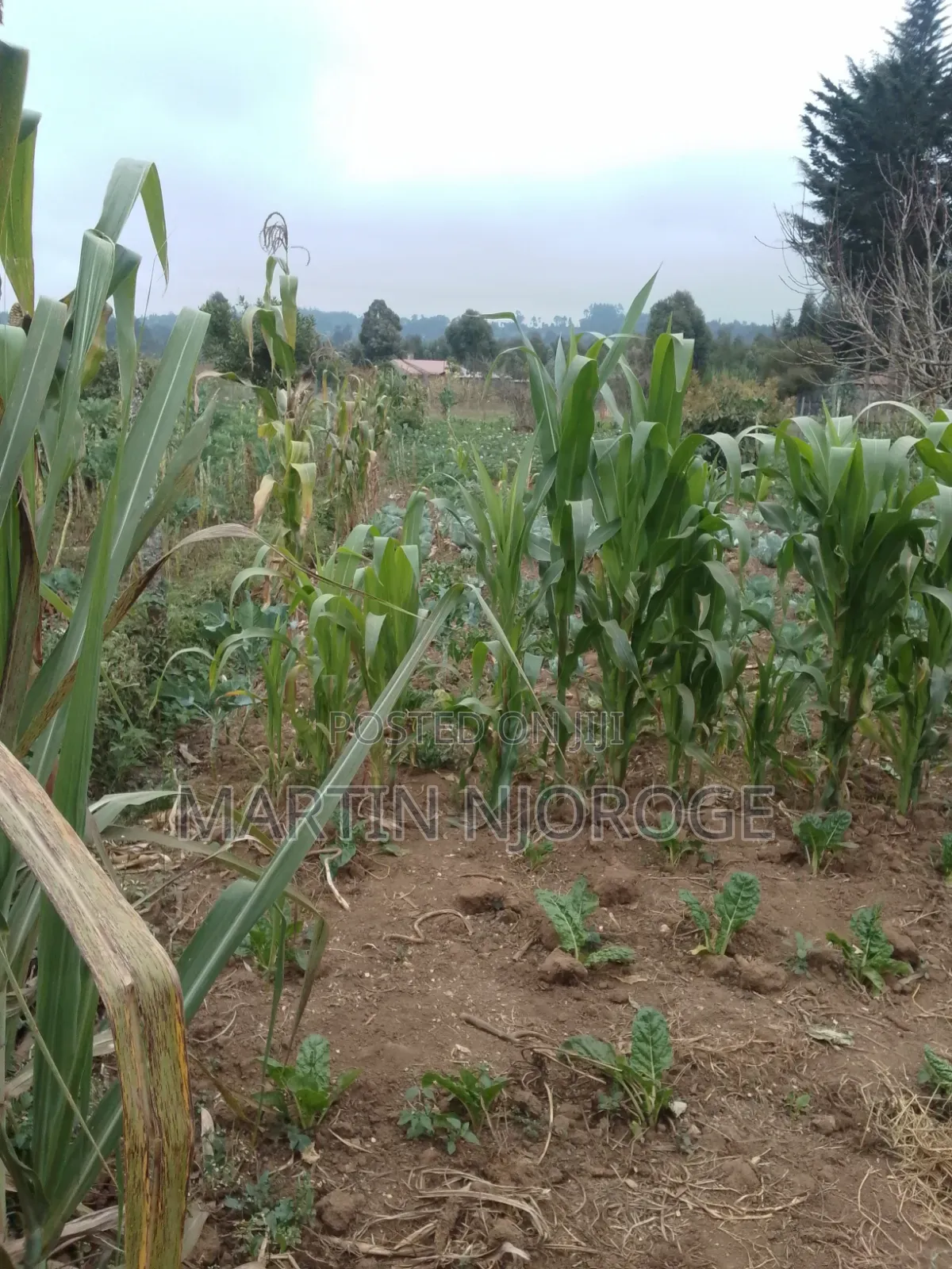 1 Acre Kwa Haraka in Magumu