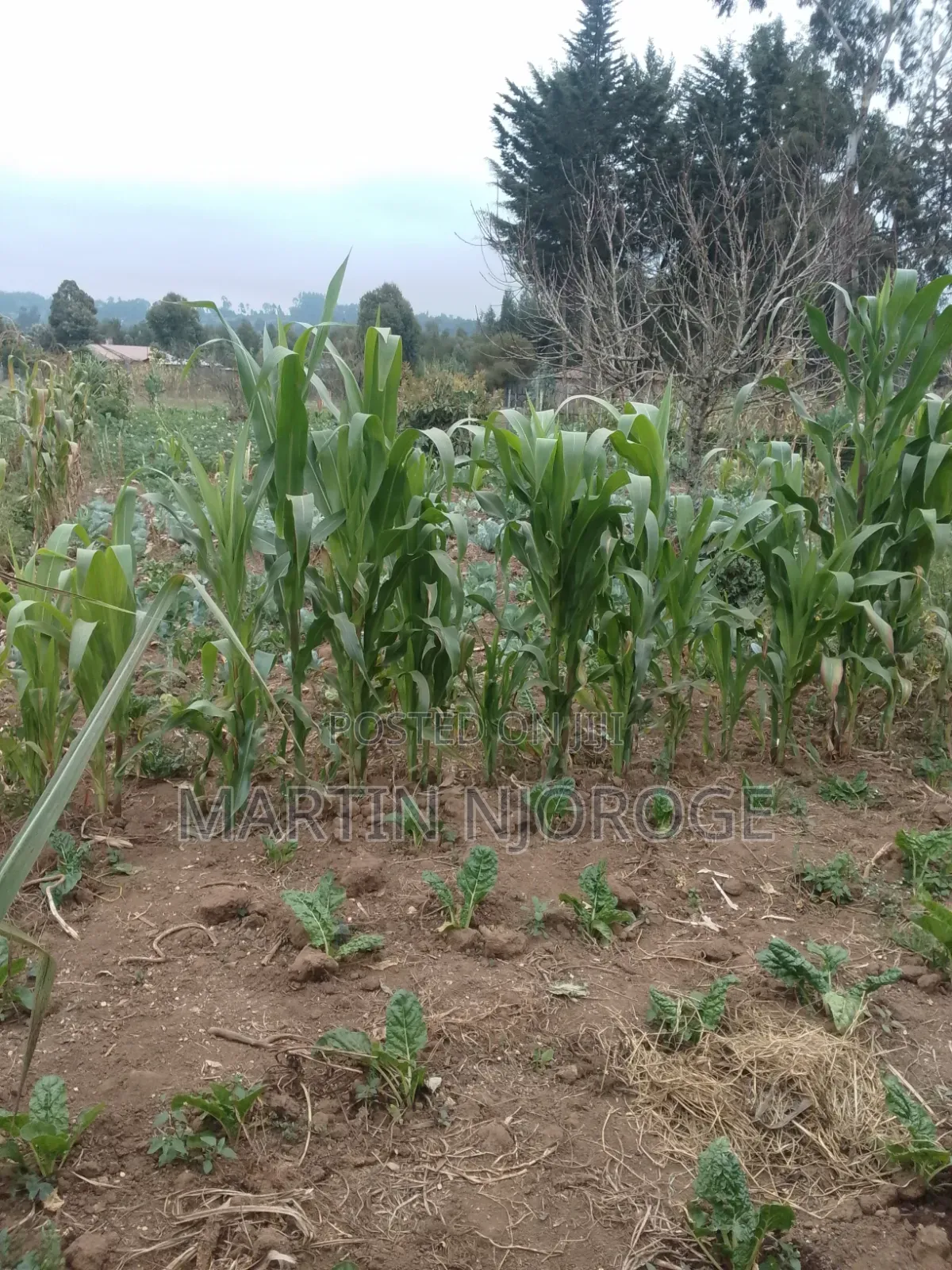 1 Acre Kwa Haraka in Magumu