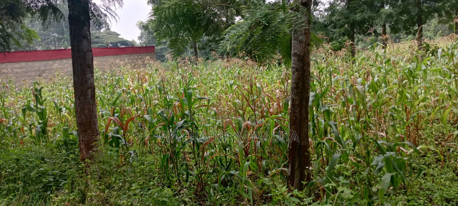 Kanyanjara Kerwa, in Kikuyu. 50*100 at 1.3m in Kikuyu