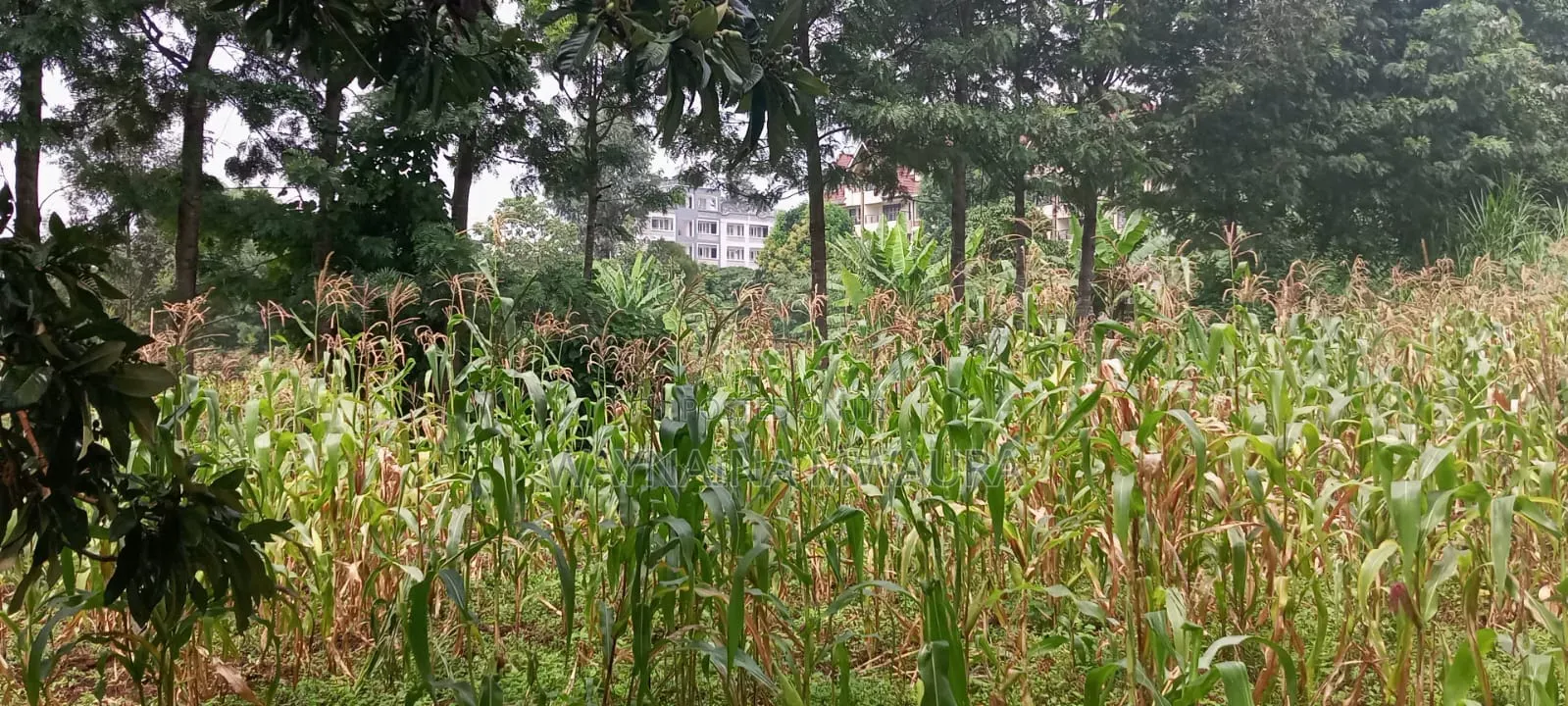 Kanyanjara Kerwa, in Kikuyu. 50*100 at 1.3m in Kikuyu