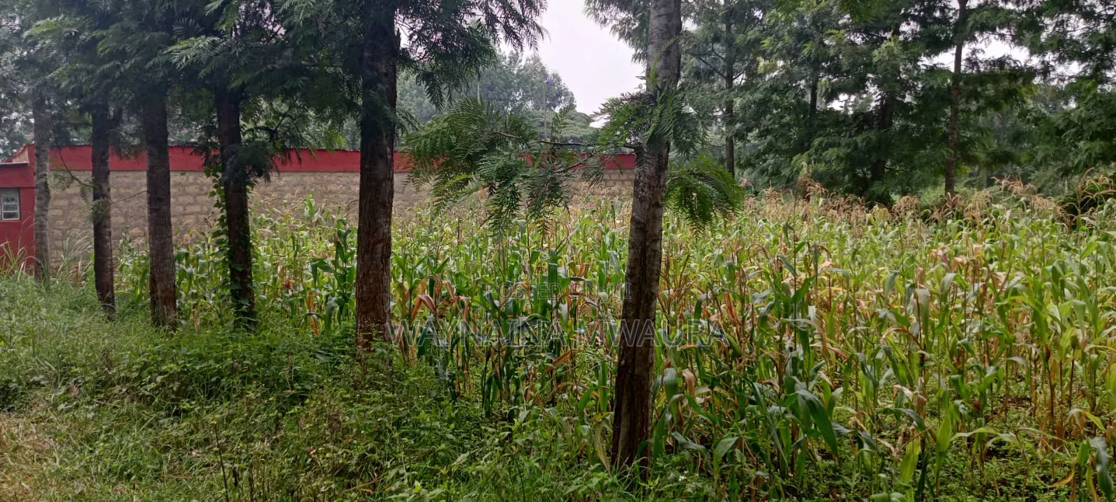 Kanyanjara Kerwa, in Kikuyu. 50*100 at 1.3m in Kikuyu