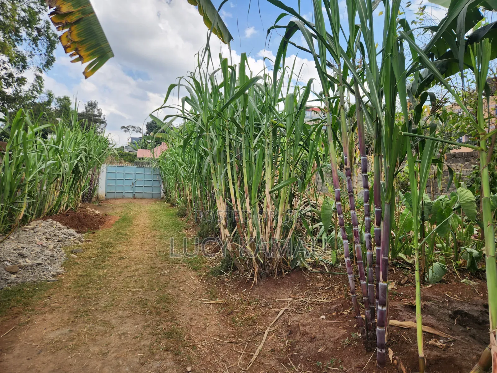 1⁄4 Acre Prime Commercial Plot in Wangige