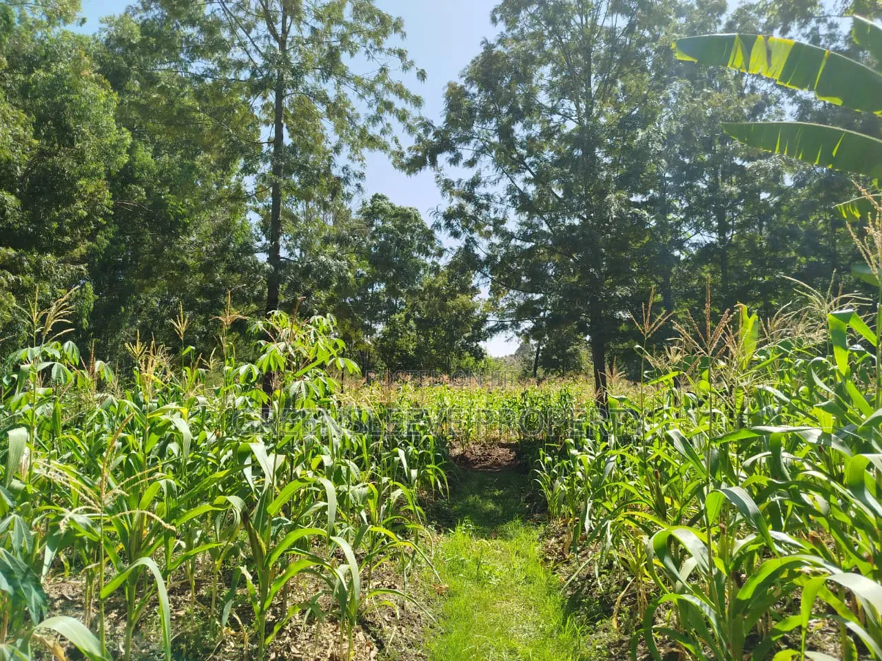 Land for Sale in Karen C