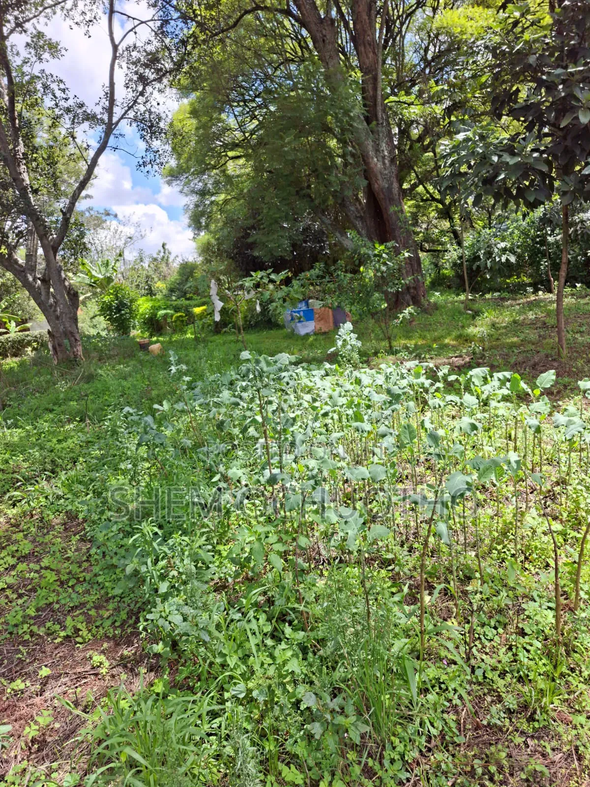 1 Acre on Sale in Karen in Hardy