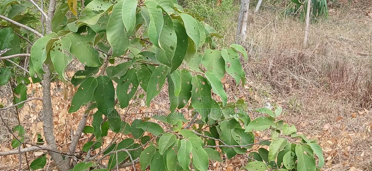 1 Acre for Sale in Matuga in Ukunda