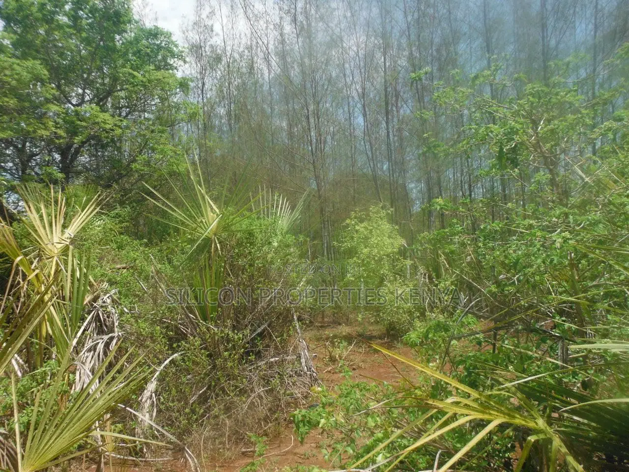 12 Acres for Sale in Msambweni in Ukunda