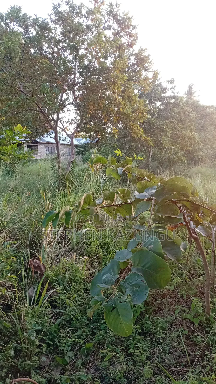 Nice 1/8 Acre Plot Only 1.3 Kilometre From the Lungalunga Highway Road in Ukunda