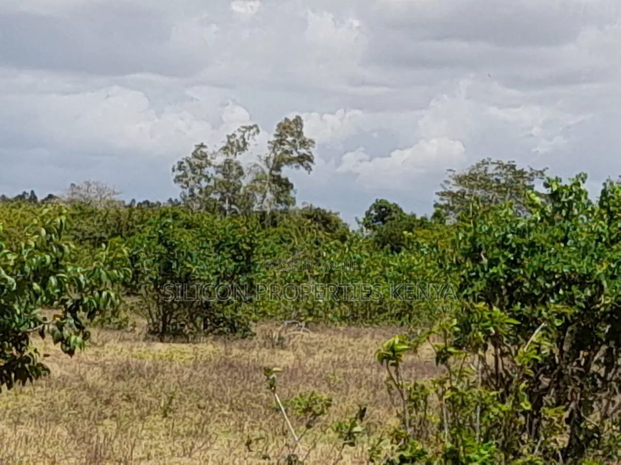 Own a Piece of Serene Land in Kidomaya, Kwale County in Ukunda