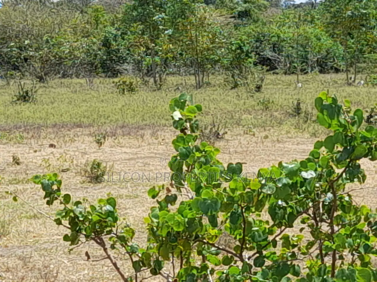 Own a Piece of Serene Land in Kidomaya, Kwale County in Ukunda