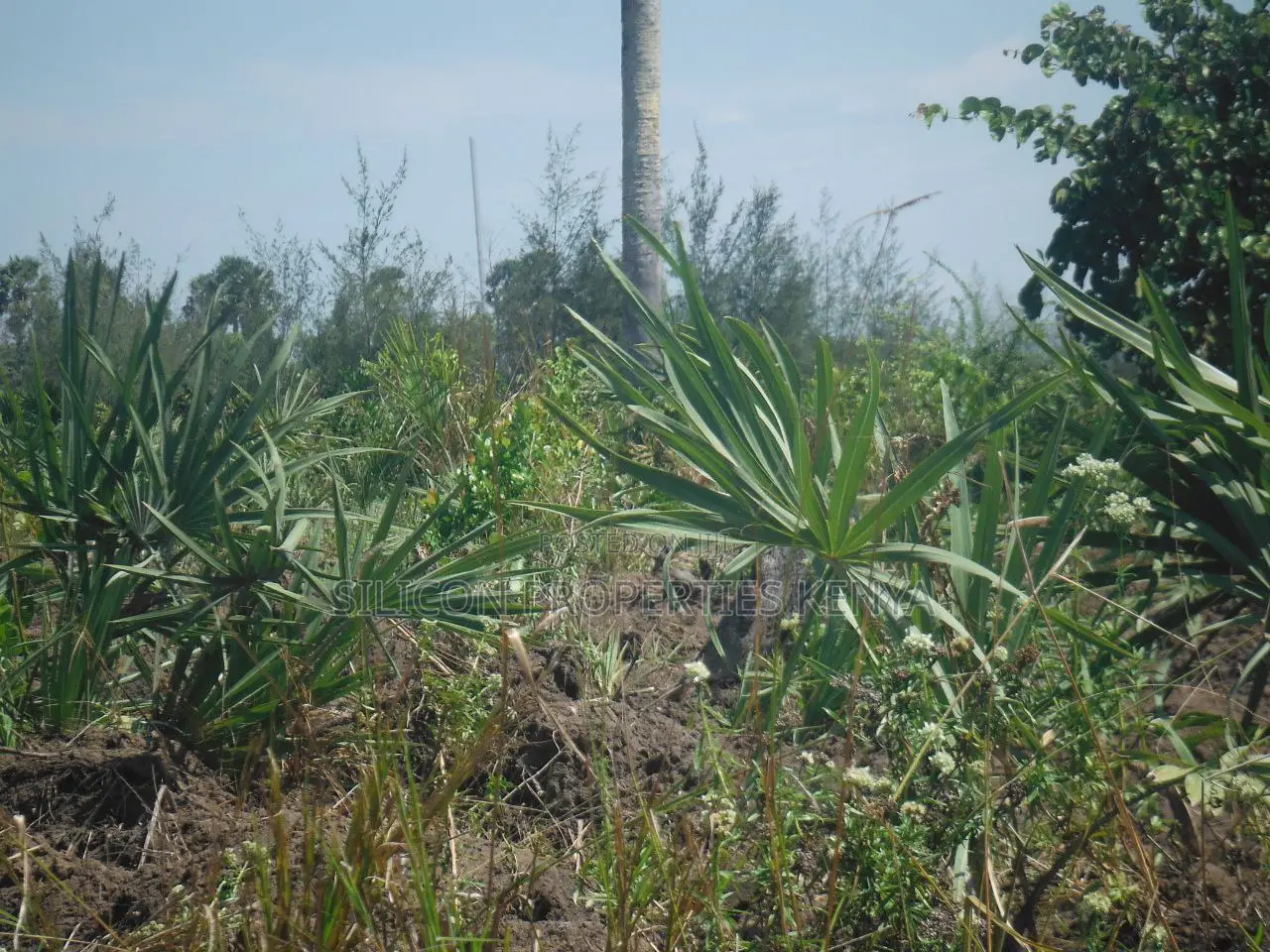 20-Acre Plot in Kidimu, Kwale County in Ukunda