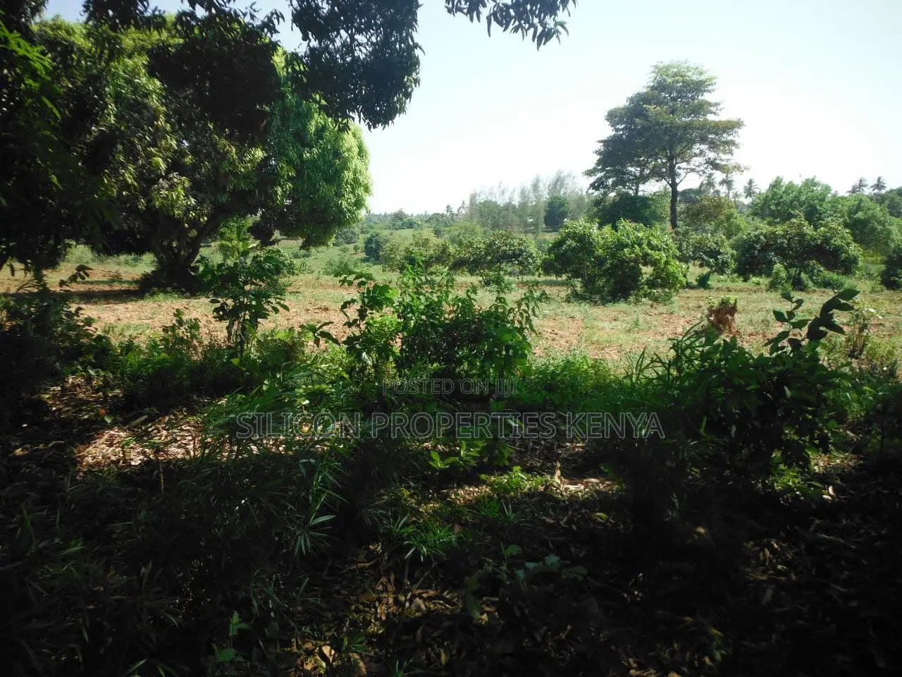 4-Acre Plot in Msambweni Just a 10-Minute Walk From the Ocean in Diani