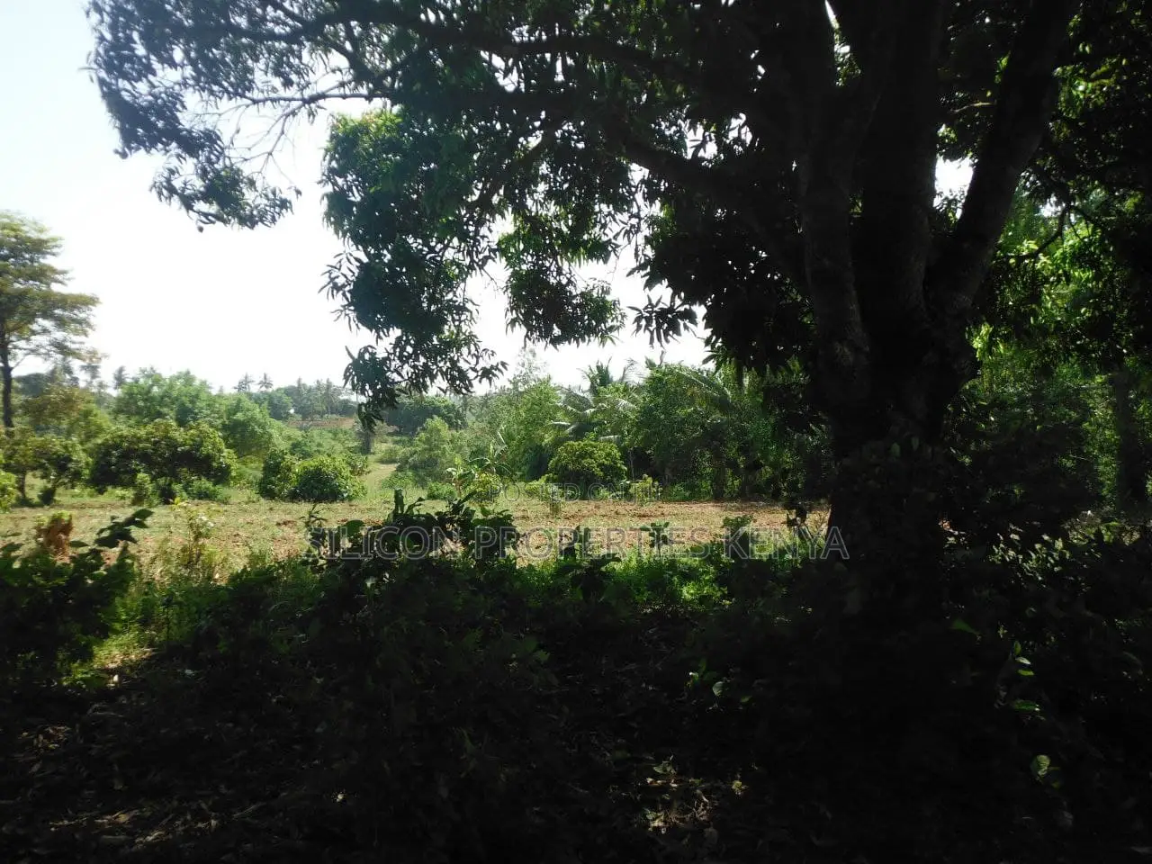 4-Acre Plot in Msambweni Just a 10-Minute Walk From the Ocean in Diani