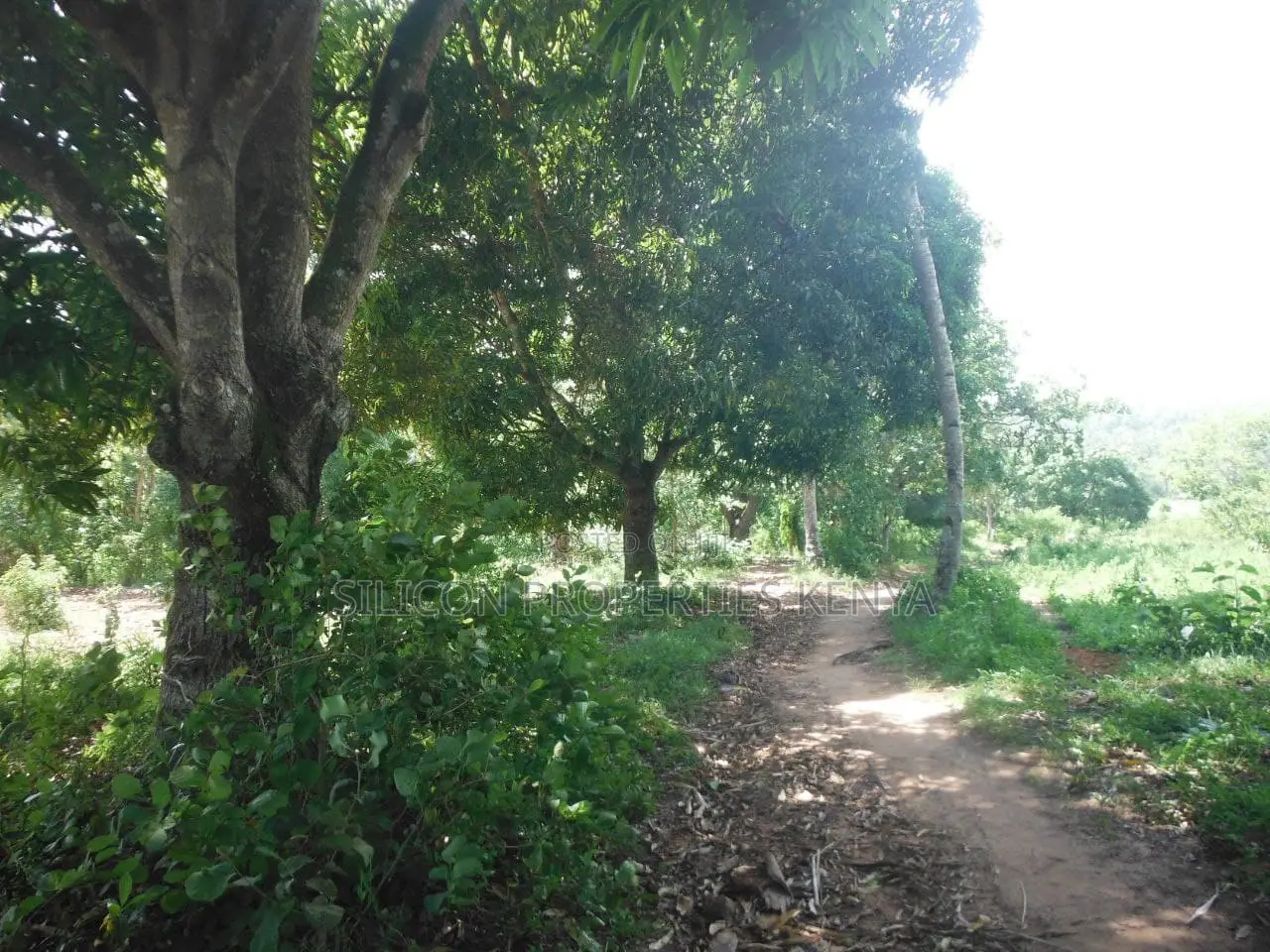 4-Acre Plot in Msambweni Just a 10-Minute Walk From the Ocean in Diani