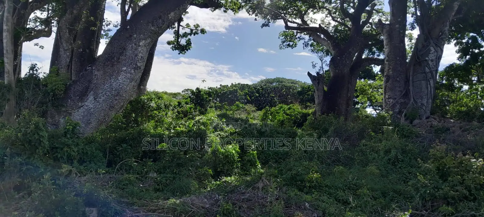 Beachfront Plots for Sale in Shimoni – KES 13M Per Acre in Diani