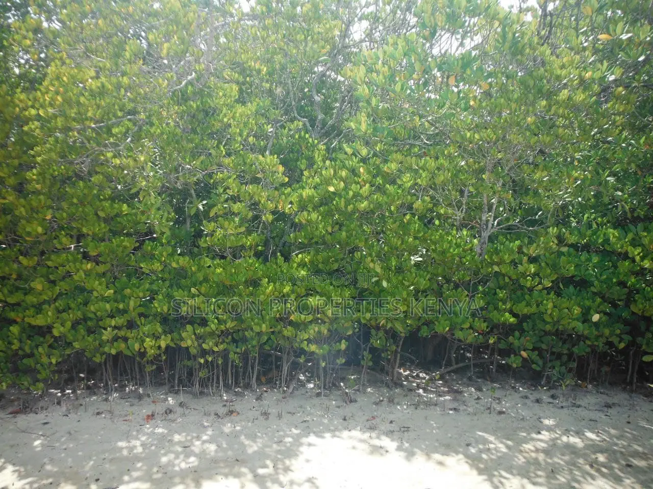1-Acre Beachfront Plot in Msambweni (Funzi) in Diani