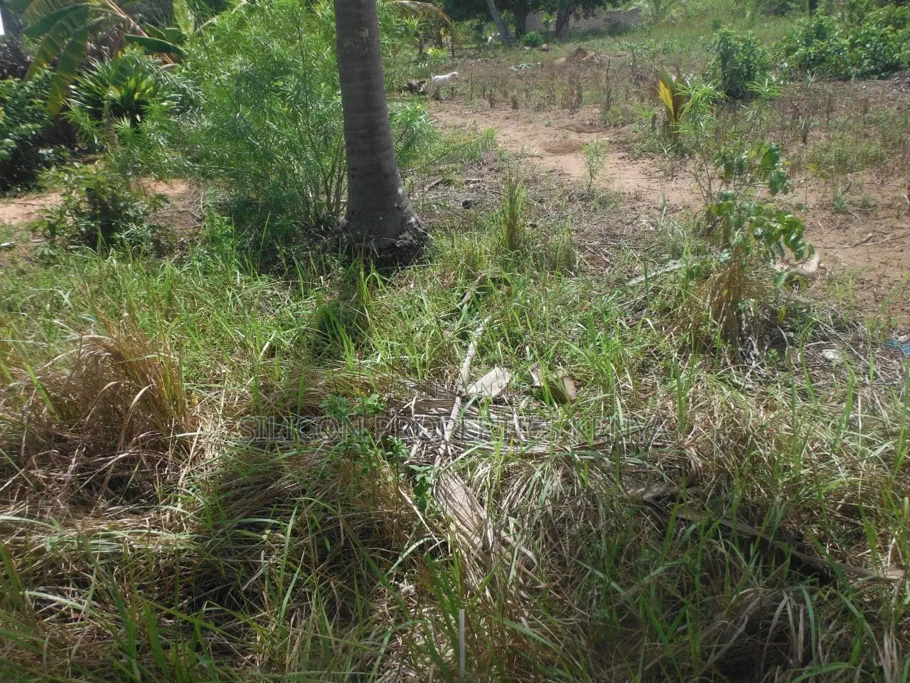 0.25-Acre Plot in Mvindeni in Diani