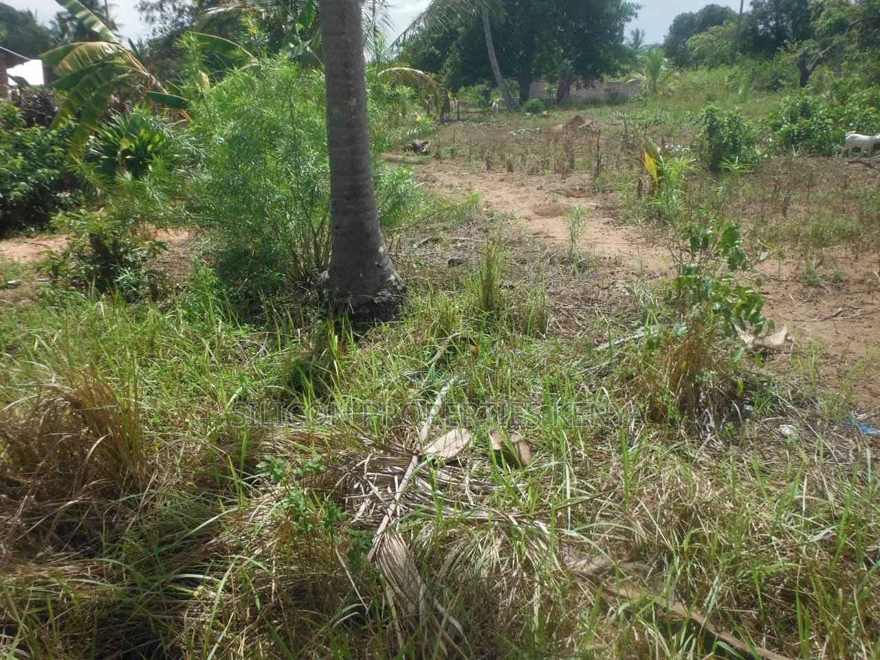 0.25-Acre Plot in Mvindeni in Diani