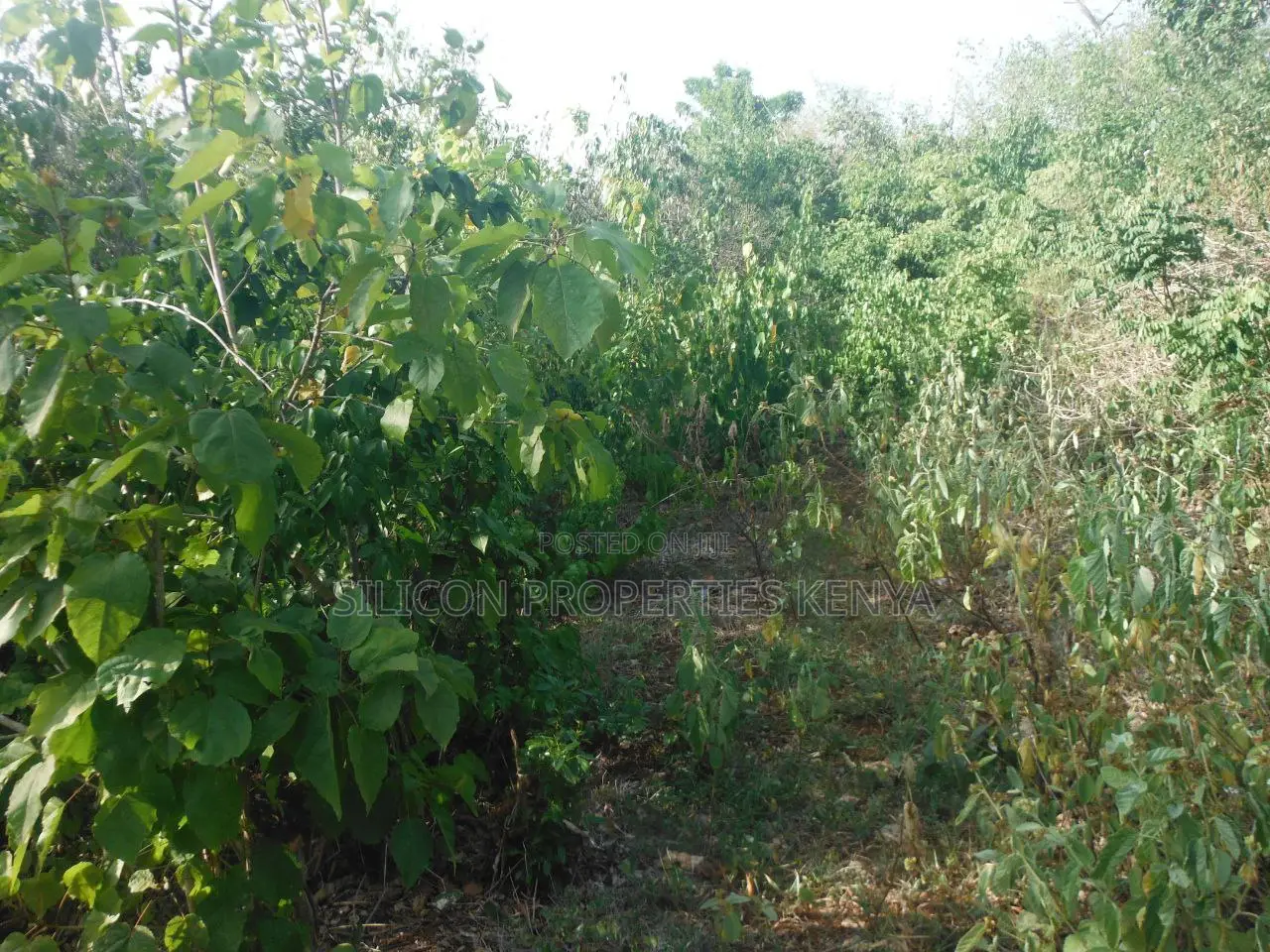 0.25 Acres for Sale in Shimoni in Diani