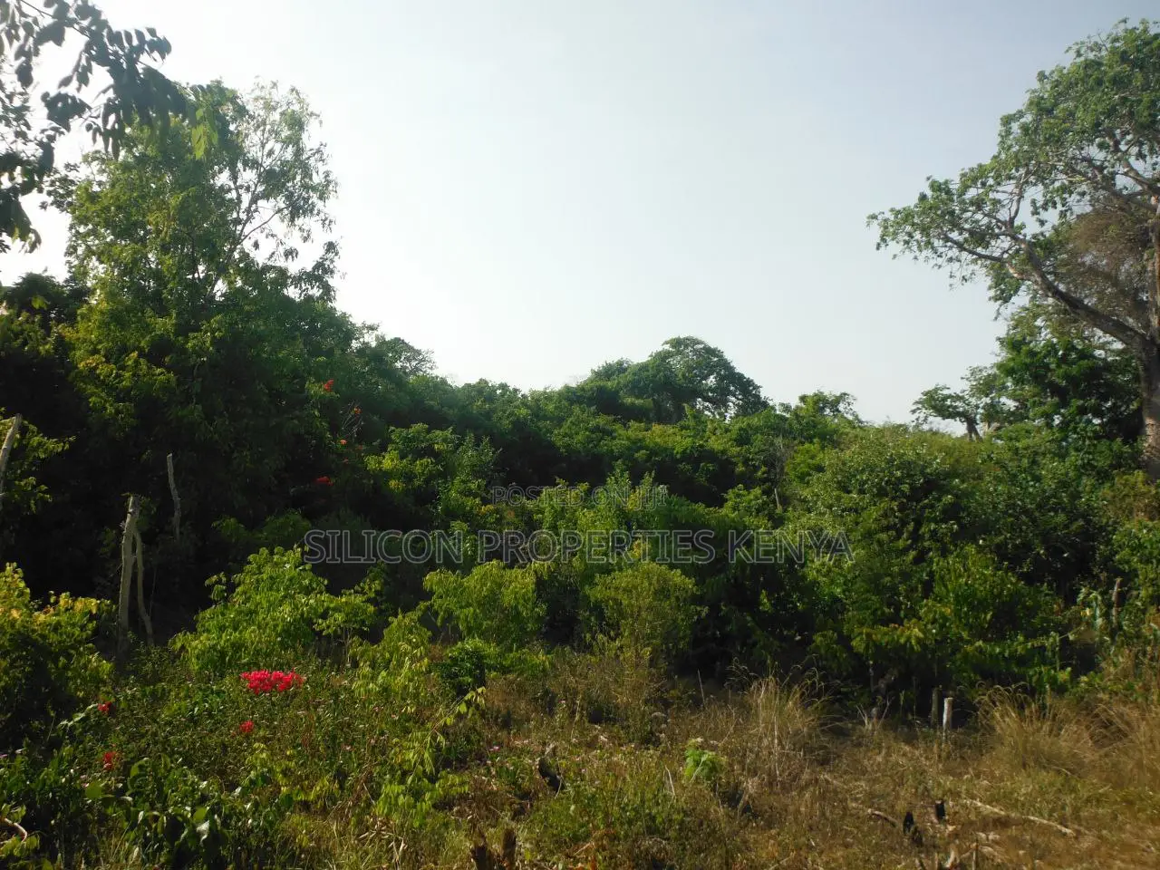 Another 0.25 Acre in Shimoni in Diani