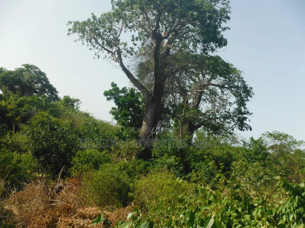 Another 0.25 Acre in Shimoni in Diani
