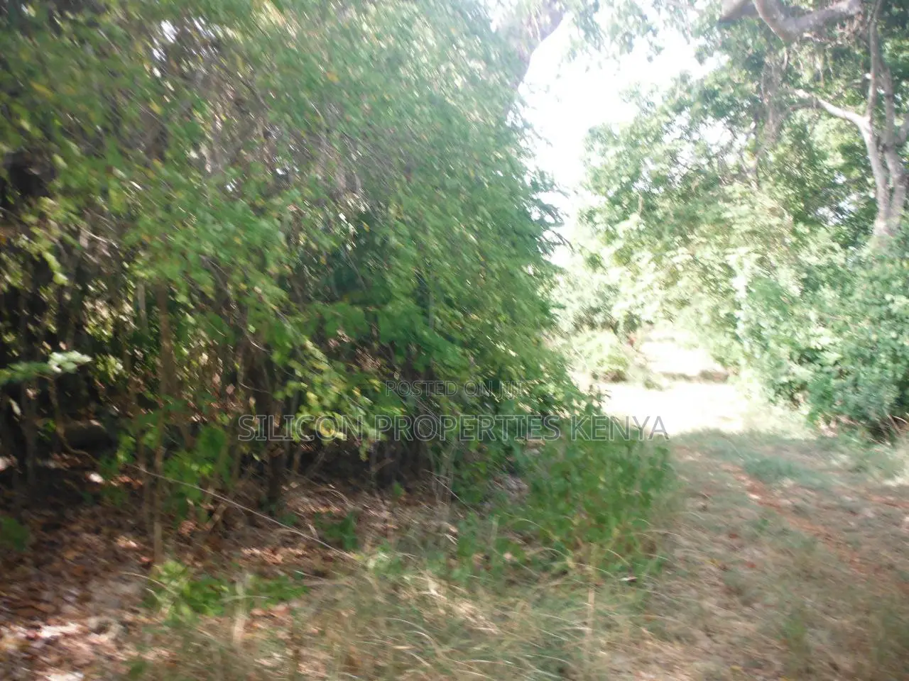 Another 0.25 Acre in Shimoni in Diani