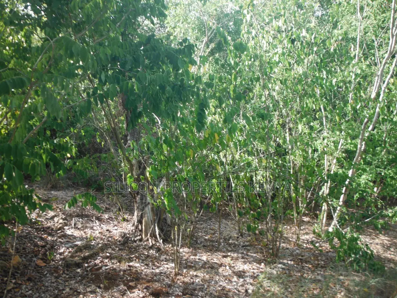 Another 0.25 Acre in Shimoni in Diani