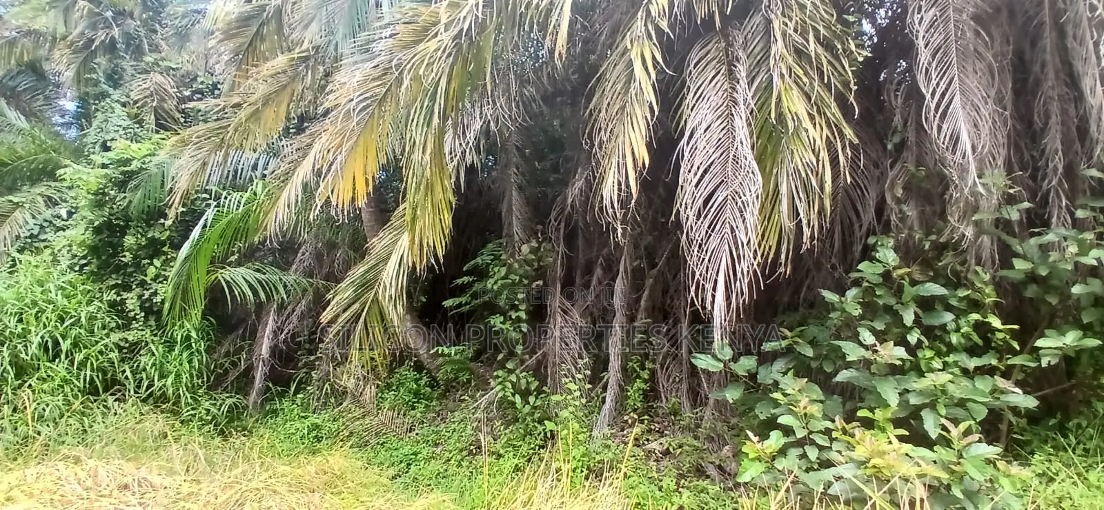 12 Acres for Sale in Ramisi – KES Per Acre in Ramisi