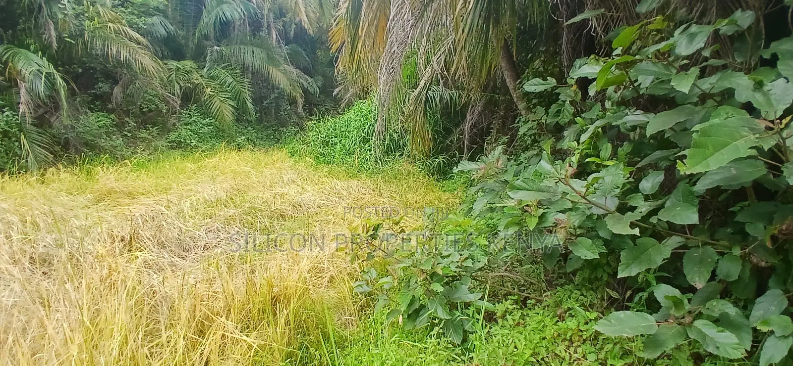 12 Acres for Sale in Ramisi – KES Per Acre in Ramisi