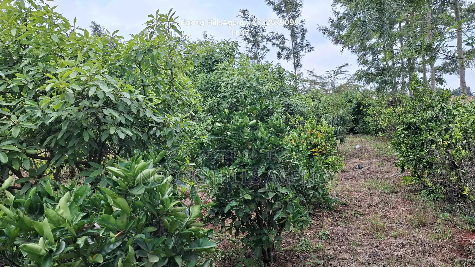 Prime 100x100 Orchard Plot for Sale – Kibiko, Baboon Crescent Road in Kibiku