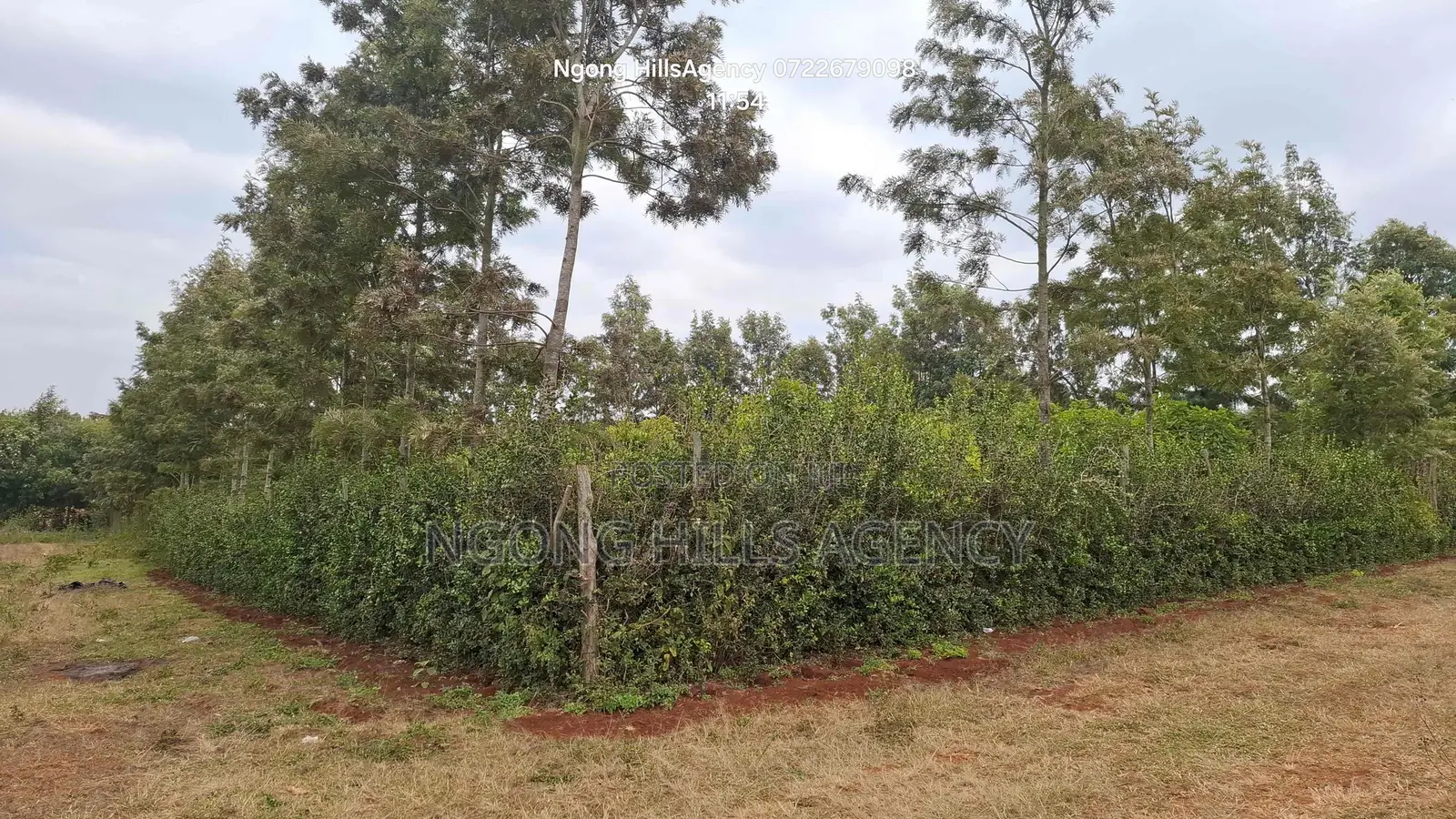 Prime 100x100 Orchard Plot for Sale – Kibiko, Baboon Crescent Road in Kibiku