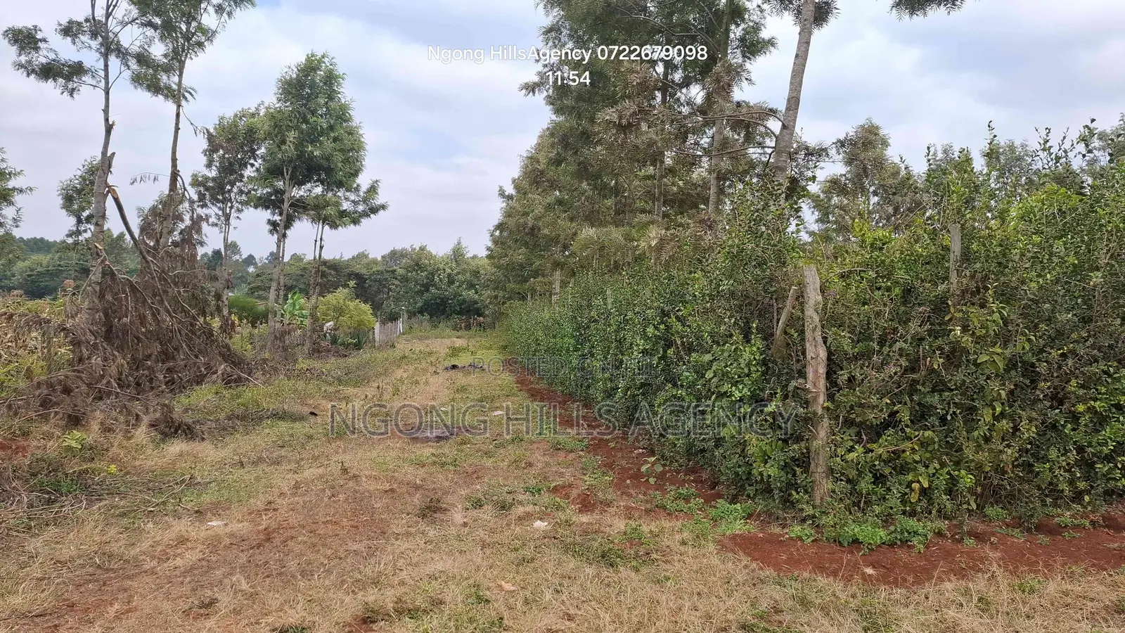Prime 100x100 Orchard Plot for Sale – Kibiko, Baboon Crescent Road in Kibiku