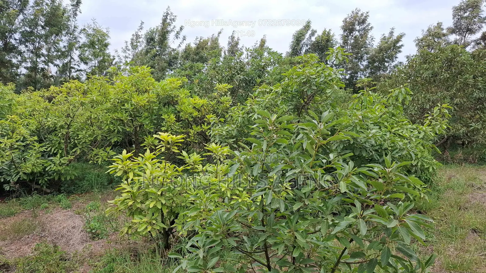 Prime 100x100 Orchard Plot for Sale – Kibiko, Baboon Crescent Road in Kibiku